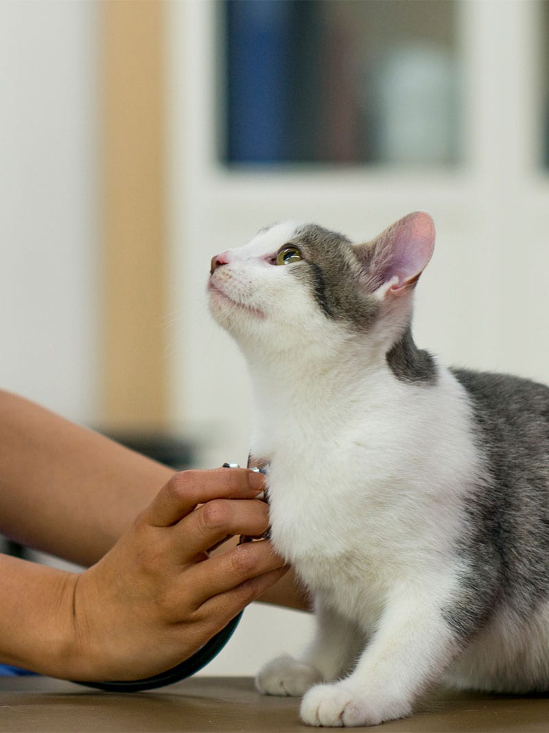 Cat getting pet diagnostics checkup in Montgomery, MN