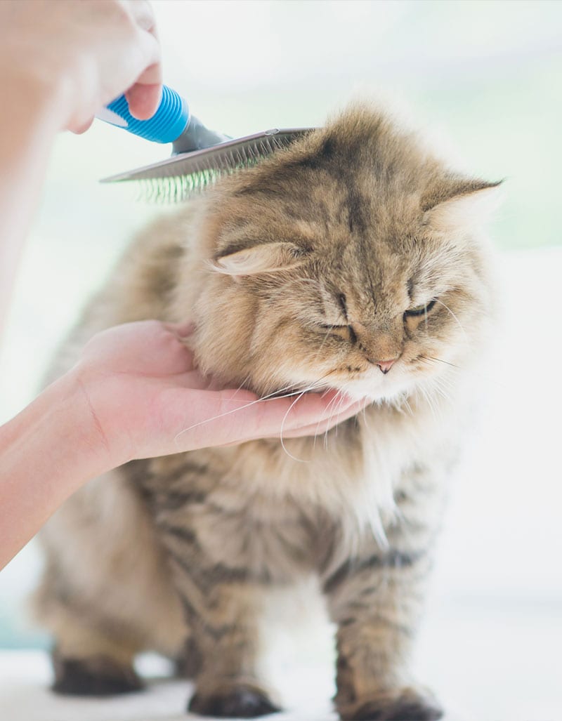 picture of Cat Grooming in Montgomery, MN