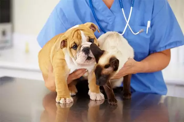 Puppy and cat held by Dr. Sweers DVM in Montgomery, MN